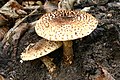 Lepiota aspera