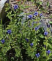 Explorer's gentian (Gentiana calycosa) plant, N of Ediza