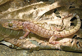 February 16: the gecko Gekko kikuchii