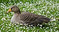 Image 8 Greylag goose More selected pictures