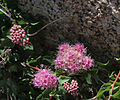 Mountain spiraea flowers and buds