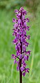 Männliche Knabenkraut (Orchis mascula)