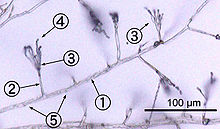 Monochrome micrograph showing Penicillium hyphae as long, transparent, tube-like structures a few micrometres across. Conidiophores branch out laterally from the hyphae, terminating in bundles of phialides on which spherical condidiophores are arranged like beads on a string. Septa are faintly visible as dark lines crossing the hyphae.