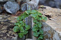 Saxifraga aestivalis