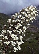 Saxifraga longifolia