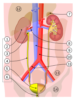 A kiválasztó szervrendszer (1) sematikus rajza: 2. vese, 3. vesemedence, 4. húgyvezeték, 5. húgyhólyag, 6. húgycső és a környező fontosabb szervek: 7. mellékvese, 8. veseartéria és -véna, 9. vena cava inferior, 10. aorta, 11. közös csípőverőér, 12. máj, 13. vastagbél, 14. medencecsont.