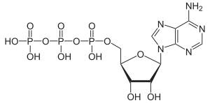 Struktur von Adenosintriphosphat