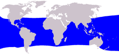 Distribución de Balaenoptera edeni