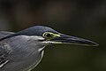 29 Striated Heron (Butorides striata) @ Kuala Lumpur, Malaysia (2) uploaded by GerifalteDelSabana, nominated by GerifalteDelSabana