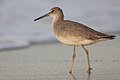 Willet