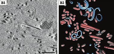 Lange gefüllte Tubuli (fTu) und von Membranen umhüllte Virionencluster. Balken 500 nm