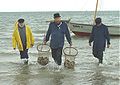 Modern oyster fishing at Whitstable, 2007