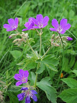 Metsäkurjenpolvi (Geranium sylvaticum)