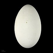 Pelecanus onocrotalus - MHNT