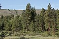 P. ponderosa subsp. ponderosa, Wenas Wildlife Area, Estat de Washington