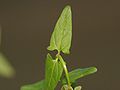 typical leaf, Photo by Kristian Peters