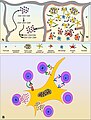 October 12: the environment of thymocytes