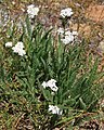 Yarrow (Achillea millefolium) plant