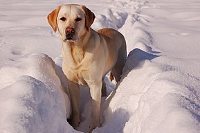 Labrador retriever