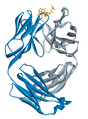 Fab fragment of alemtuzumab, bound to a small synthetic antigen