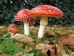 Fungo - Muŝoamanito (Amanita muscaria)