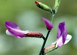 March 12: the legume Astragalus mayeri