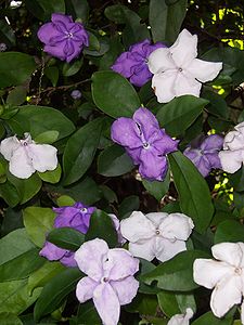 Brunfelsia uniflora