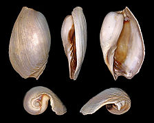 Cymbium marocanus (Moroccan Cymbium), Shell.