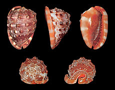 Cypraecassis rufa (Red Helmet), Shell