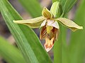 Stream orchid (Epipactis gigantea) single flower closeup