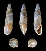 Ferussacia lanzarotensis, Shell