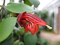 Srostlý miskovitý kalich Aeschynanthus tricolor