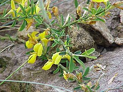 Selymes rekettye (Genista pilosa)