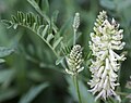 Glycyrrhiza lepidota, flower & leaf stems