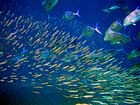 Predator bluefin trevally sizing up schooling anchovies