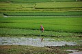 Image 45Rice fields in Takeo Province (from Agriculture in Cambodia)