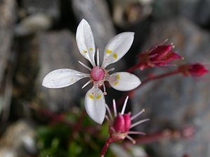 Saxifraga stellaris