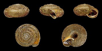 Trochulus hispidus (Hairy snail), Shell