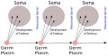 Image 9August Weismann's germ plasm theory. The hereditary material, the germ plasm, is confined to the gonads. Somatic cells (of the body) develop afresh in each generation from the germ plasm. (from History of genetics)