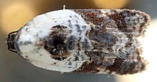 Acleris variegana-o.jpg