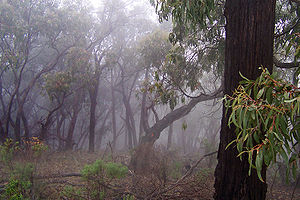 Bush plunged into fog