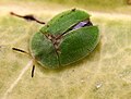 Cassida viridis