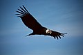 At Colca Canyon, Colca Valley, Peru