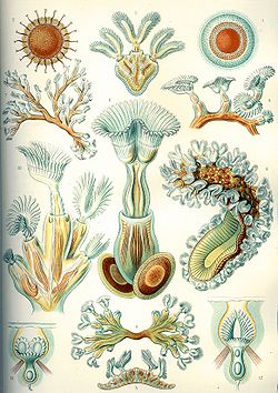 Raznolikost mahovnjaka (Ernst Haeckel, 1904.)