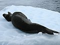 Une photographie d'un léopard de mer sur un iceberg où l'on apprécie sa nageoire pectorale droite et sa nageoire caudale.