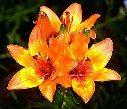 Tűzliliom (Lilium bulbiferum), levélhónaljában sarjhagymák