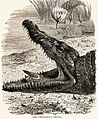 Crocodile with Plover