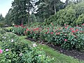 International Rose Test Garden