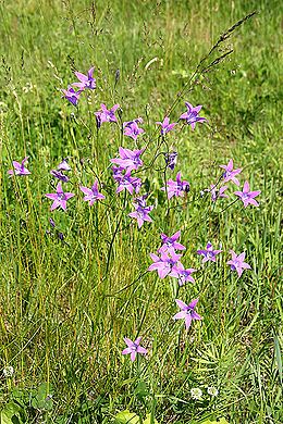 Pievinis katilėlis (Campanula patula)