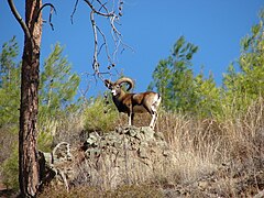 Кіпрський муфлон (Ovis orientalis)